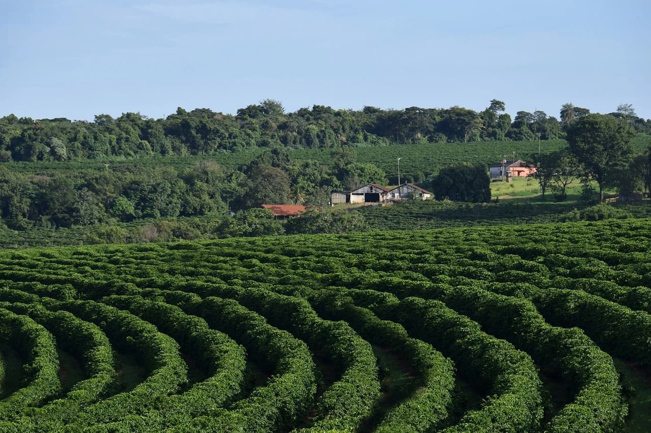 Fazendas de café no Brasil